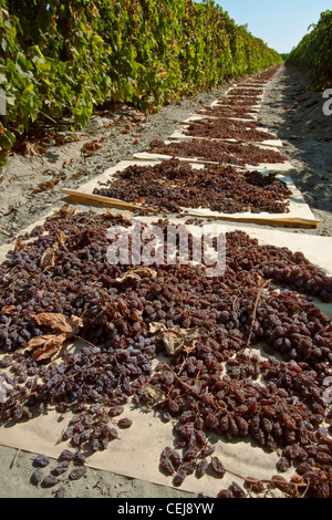 Agriculture - Thompson seedless raisins récoltés sur les magasins pour le séchage dans les raisins secs / Dinuba, près de la Californie, USA. Banque D'Images