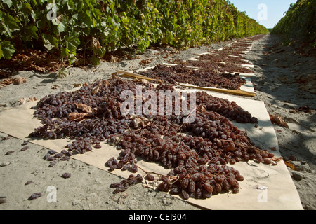 Agriculture - Thompson seedless raisins récoltés sur les magasins pour le séchage dans les raisins secs / Dinuba, près de la Californie, USA. Banque D'Images