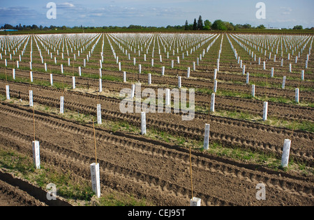 Agriculture - vignobles de raisin de table nouvellement plantés utilisant des manchons de plantation afin de soustraire les jeunes vignes / Californie, USA. Banque D'Images