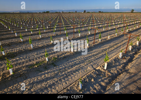 L'agriculture - une jeune vigne à raisins de table à l'aide d'un système de treillis, irrigation au goutte à goutte et la plantation de manches / Californie Banque D'Images