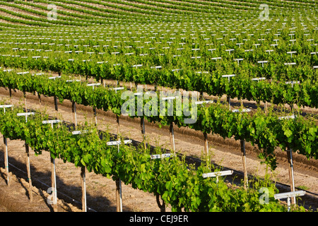 Agriculture - un vignoble à raisin de Muscat montrant la fin du printemps la croissance du feuillage / près de Reedley Hallows, Californie, USA. Banque D'Images