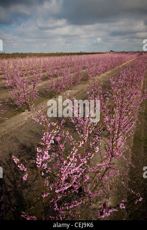 Agriculture - Aperçu d'un verger de nectarines au printemps à la pleine floraison / Dinuba, près de la Californie, USA. Banque D'Images