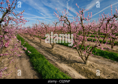 Agriculture - un verger de nectarines au printemps à la pleine floraison / Dinuba, près de la Californie, USA. Banque D'Images