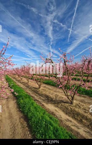 Agriculture - un verger de nectarines au printemps à la pleine floraison / Dinuba, près de la Californie, USA. Banque D'Images