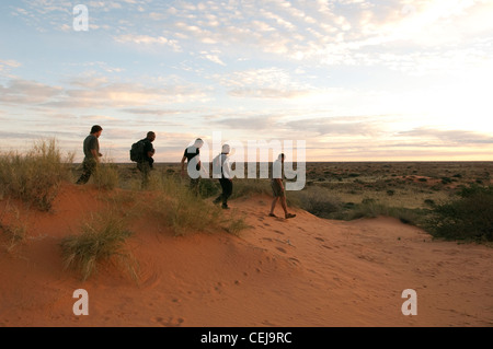 Suivi des randonneurs le désert lion, Xaus Lodge, Kgalagadi Transfrontier Park, Northern Cape Banque D'Images