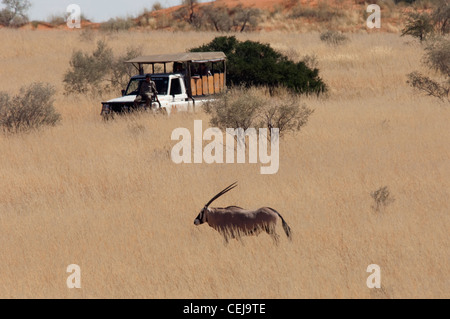 Oryx dans grass vu au cours de la commande de jeu géré par Xaus Lodge, Kgalagadi Transfrontier Park, Northern Cape Banque D'Images