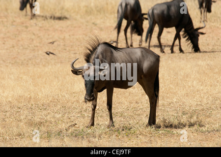 Gnous vu au cours de la commande de jeu géré par Xaus Lodge, Kgalagadi Transfrontier Park, Northern Cape Banque D'Images