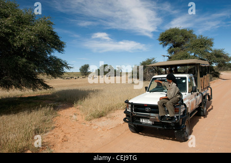 Troupeau de gnous dans la distance perçue au cours de la commande de jeu géré par Xaus Lodge, Kgalagadi Transfrontier Park, Northern Cape Banque D'Images