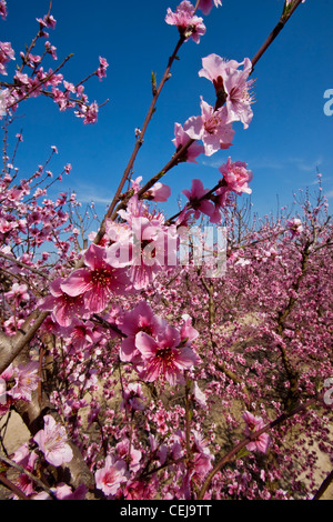 Agriculture - libre de fleurs et un aperçu d'un verger de nectarine en pleine floraison printanière / Dinuba, près de la Californie, USA. Banque D'Images