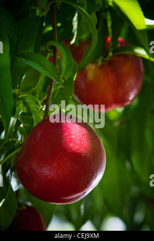 Agriculture - Closeup of nectarines mûres sur l'arbre, prêt pour la récolte / Dinuba, près de la Californie, USA. Banque D'Images