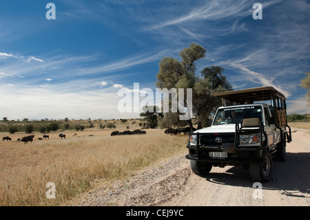 Gnous vu au cours de la commande de jeu géré par Xaus Lodge, Kgalagadi Transfrontier Park, Northern Cape Banque D'Images