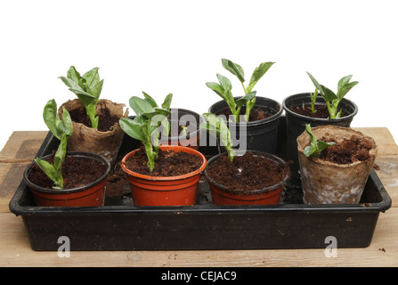 Fève des semis de plantes en pots de légumes et un plateau sur un banc en bois Banque D'Images