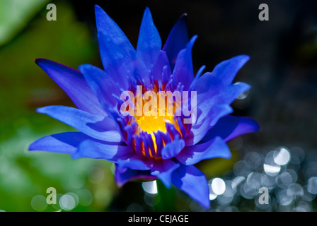 Une magnifique fleur d'un jardin botanique au nord de Sulawesi, en Indonésie. Banque D'Images