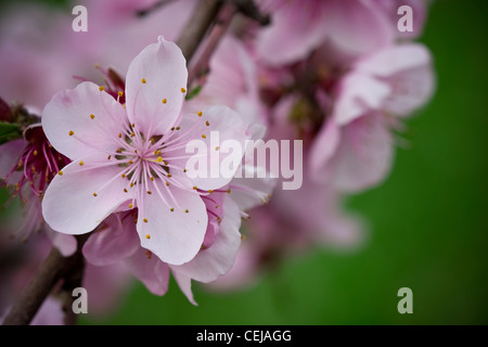 Agriculture - Closeup of Peach Blossoms sur l'arbre à la pleine floraison / Dinuba, près de la Californie, USA. Banque D'Images