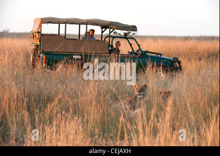 Les touristes dans le jeu d'observation du véhicule Lionne dans grass,Pilanesberg Game Reserve,Province du Nord Ouest Banque D'Images