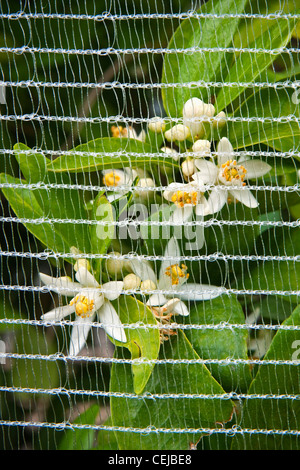 Agriculture - libre de la mandarine en fleurs est protégé par un grillage pour empêcher la pollinisation des abeilles, ce qui produit des fruits sans pépins. Banque D'Images