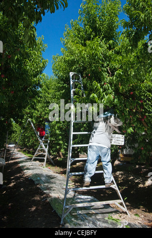 Agriculture - les travailleurs sur le terrain récolter pêches bien mûres dans un verger à l'aide des échelles pour atteindre le fruit / Dinuba, près de la Californie, USA. Banque D'Images