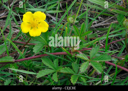 Potentille rampante Potentilla reptans - Banque D'Images