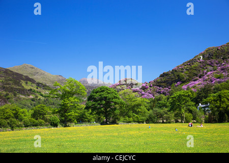 Pays de Galles, Gwynedd, Parc National de Snowdonia, champ et sur la montagne de Beddgelert au Banque D'Images