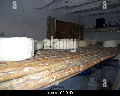 Grèce îles Cyclades sikinos fromages de chèvre venant à échéance Banque D'Images