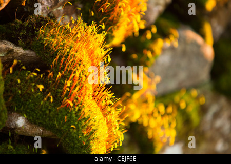 Moss reproduisant au coucher du soleil sur un mur de pierres sèches dans le Lake District, UK Banque D'Images