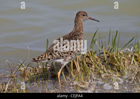 Philomachus pugnax ruff Kampfläufer falco Banque D'Images