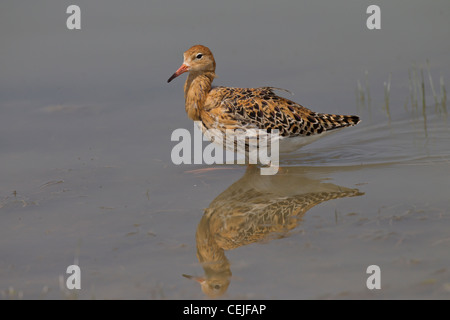 Philomachus pugnax ruff Kampfläufer falco Banque D'Images