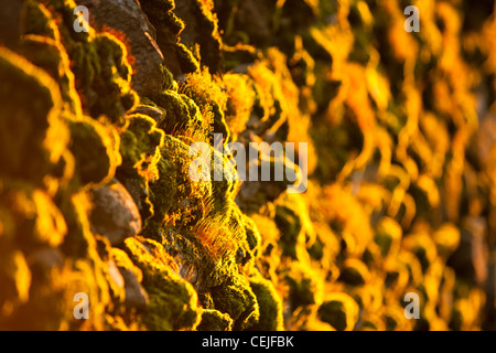 Moss reproduisant au coucher du soleil sur un mur de pierres sèches dans le Lake District, UK Banque D'Images