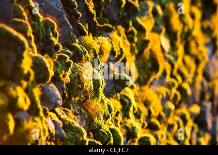 Moss reproduisant au coucher du soleil sur un mur de pierres sèches dans le Lake District, UK Banque D'Images