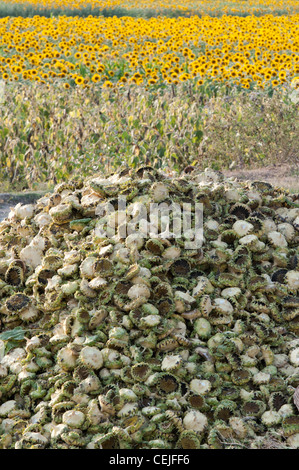 Tournesol récoltés aux chefs dans la campagne indienne. Le tournesol de l'agriculture pour les semences. L'Andhra Pradesh, Inde Banque D'Images