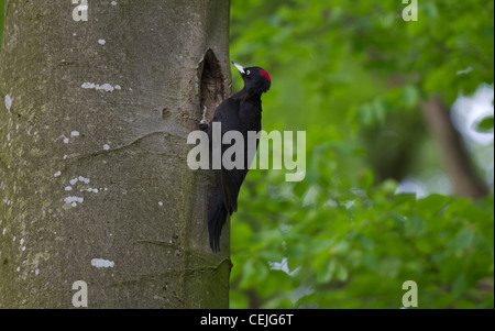 Schwarzspecht, Dryocopus martius, pic noir Banque D'Images