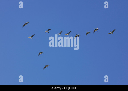 Troupeau de la bernache nonnette (Branta leucopsis) oies volent en formation pendant la migration d'automne, Belgique Banque D'Images