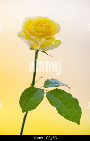Rose jaune close-up comme fleurs romantique Banque D'Images