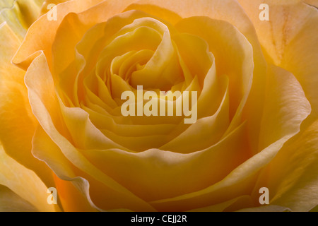 Rose jaune close-up comme fleurs romantique Banque D'Images