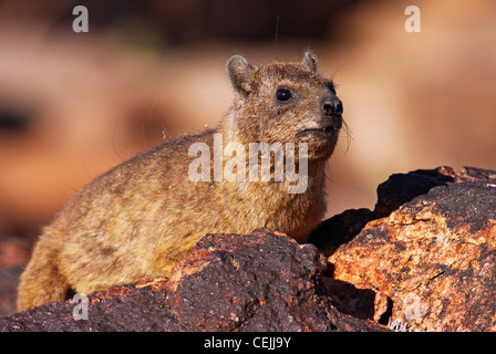 Rock Dassie, Afrique du Sud, de la faune, Procavia capensis Banque D'Images