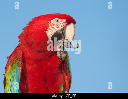 Ara rouge (Ara macao) avec le pied. Banque D'Images