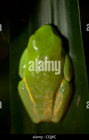 American Tree Frog sur feuilles de palmier nain Banque D'Images