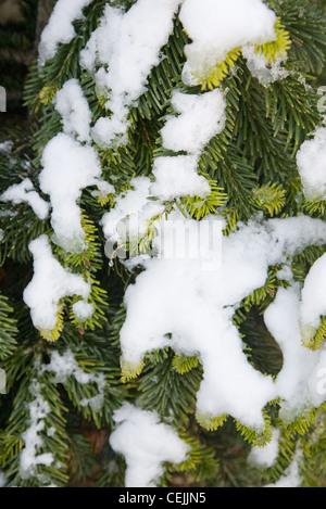 Jardin d'hiver jardin britannique dans Allendale, Kent, UK, donnant sur Romney Marsh une neige légère sur Abies nordmanniana (Nordmann Banque D'Images