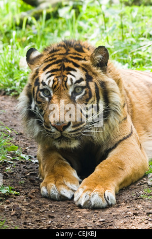 Portrait de tiger portant sur le terrain et à la vigilance Banque D'Images