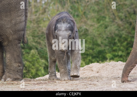 Nouveau né de l'éléphant d'Asie femelle ou Elephas maximus jouer avec petit bâton Banque D'Images