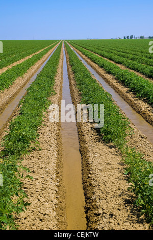 Agriculture - Domaine de début de saison, les tomates de transformation étant irriguées sillon / près de Firebaugh, California, USA. Banque D'Images