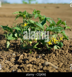 Agriculture - traitement jeune plant de tomate avec les fleurs et les fruits immatures / près de Byron, en Californie, aux États-Unis. Banque D'Images