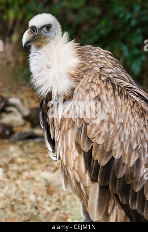 Vautour fauve Gyps fulvus assis ou en milieu naturel et à l'arrière Banque D'Images