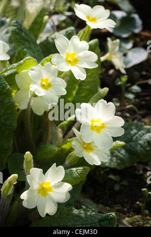 Primevère commune primevère Primula, anglais ou vulgaris fleurs dans la forêt en avril Banque D'Images