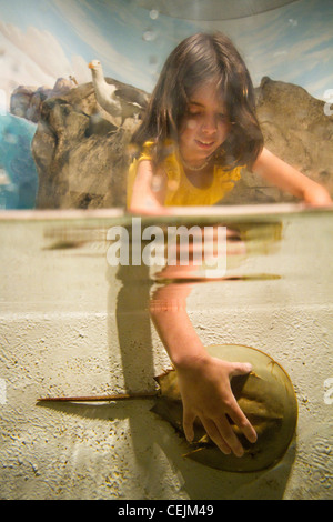 Un enfant à un aquarium de la Nouvelle Angleterre. Banque D'Images