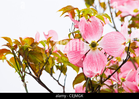 Rose fleur de cornouiller Cornus kousa ou Japonais au printemps - image horzontal Banque D'Images