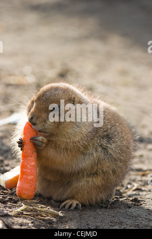 Prairie Dog ayant un bon repas avec une grosse carotte - vertical image Banque D'Images