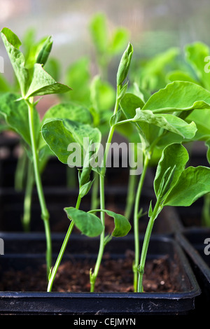 Pois de plus en plus de plants en pots à planter dans le jardin Banque D'Images