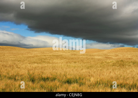 Domaine de l'Agriculture - Matériel roulant orge arrivant à échéance à la mi-printemps avec de gros nuages au-dessus de / près de Zamora, California, USA. Banque D'Images