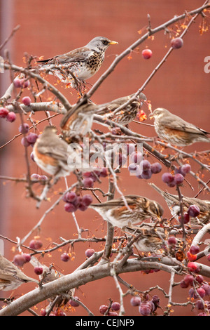 Les Carouges aux Grives Litornes et crabe se nourrissant dans Apple Tree, England, UK Banque D'Images